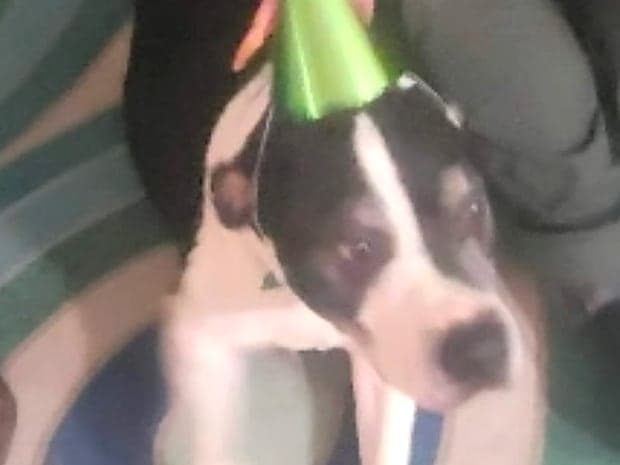 The birthday dog in a green party hat, planned into the day by the one who loves him
