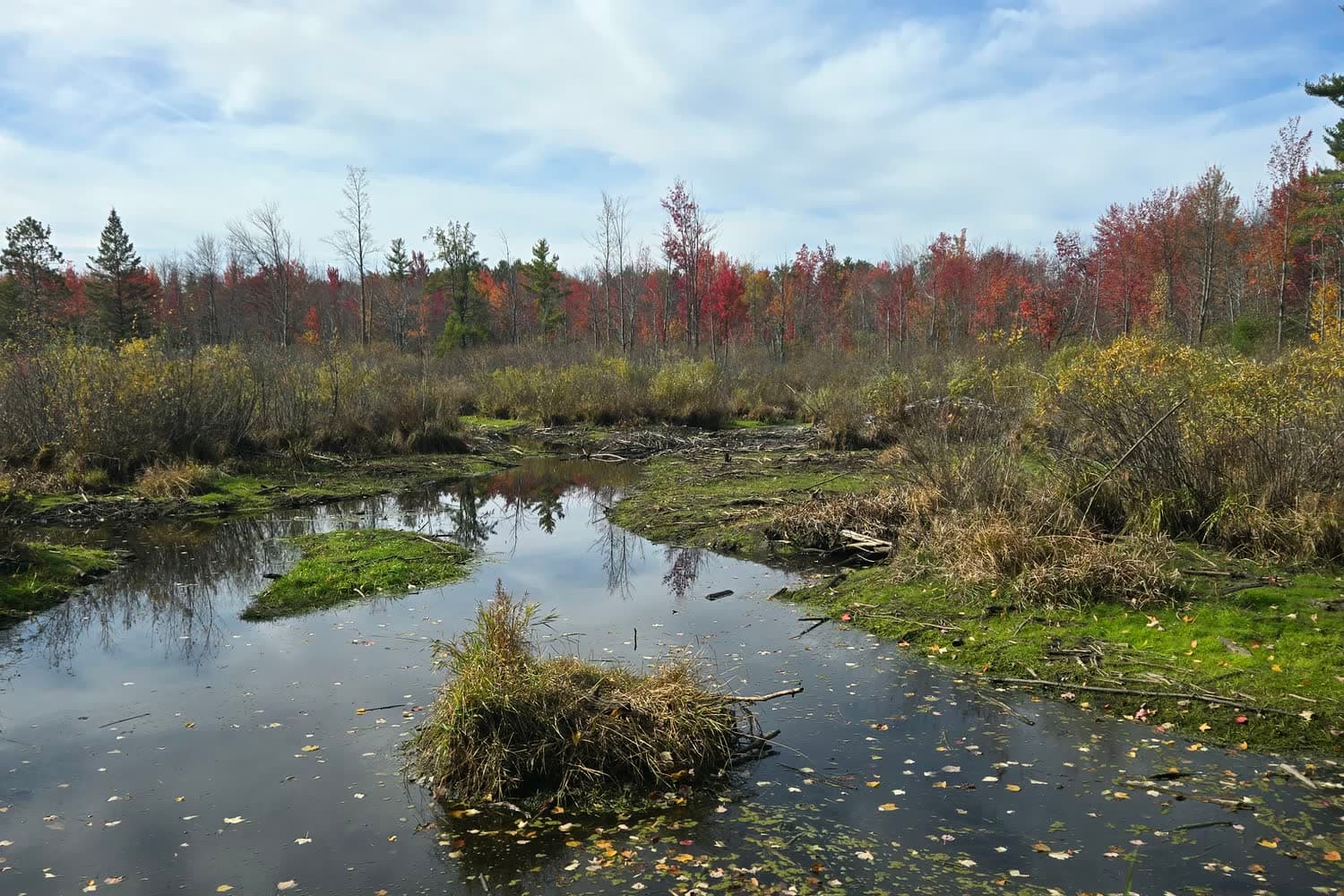 A still marsh pond scattered with fallen leaves, grassy hummocks, and red and orange maples under a streaked blue sky